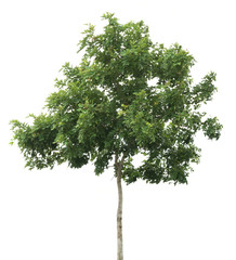 isolated tree