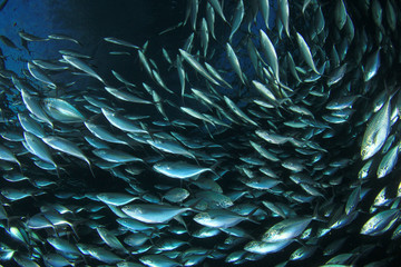 Naklejka na ściany i meble School Mackerel Fish in Ocean