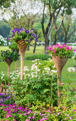 beautiful petunia flowers