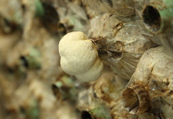 Monkey head mushroom (Yamabushitake mushroom) growing in a farm