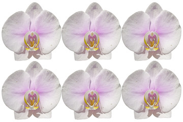 Fototapeta na wymiar Pink Orchid isolate on white background