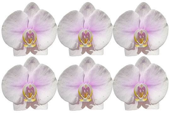 Pink Orchid isolate on white background