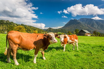 Fototapeta na wymiar Cows on pasture in the Alps
