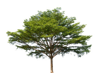 isolated tree