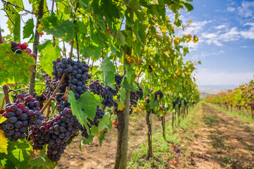 Fototapeta na wymiar Vineyard full of ripe grapes in Tuscany