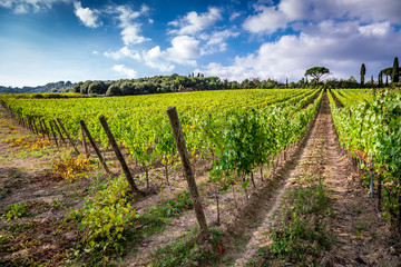 Fototapeta na wymiar Fields of grapes in the summer, Tuscany