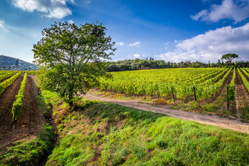 Fototapeta na wymiar Beautiful view of the vineyards in Tuscany
