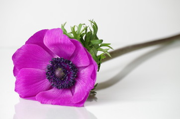 anemome