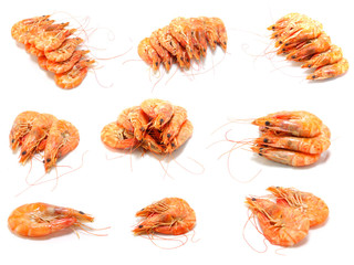 shrimp isolated on white background