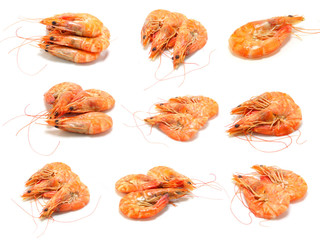 shrimp isolated on white background