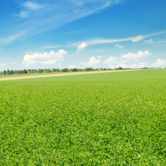 picturesque green field and blue sky
