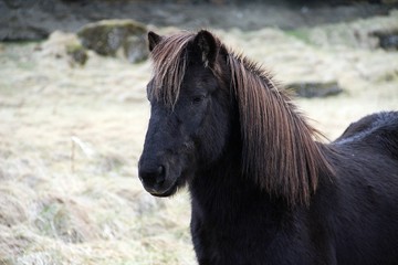Fototapeta premium head of black Icelandic horse