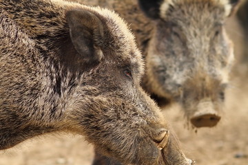 close up of large wild boar male