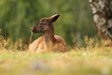 dama calf resting