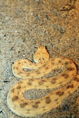 desert horned viper