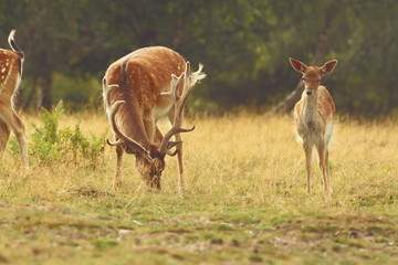 fallow deer buck grazing