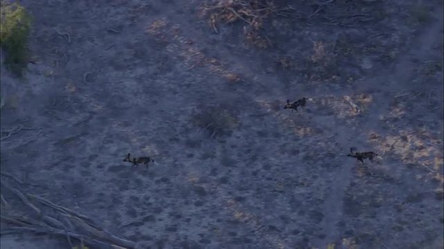 Wild Dogs