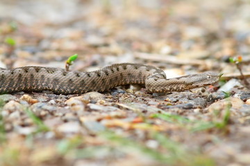 juvenile european sand viper