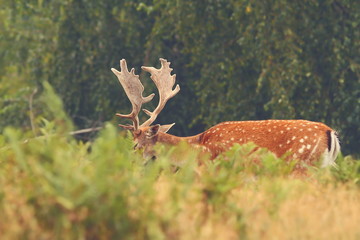 majestic fallow deer buck