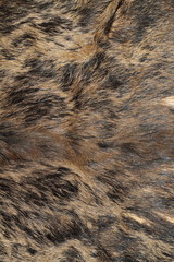sus scrofa hunting trophy fur