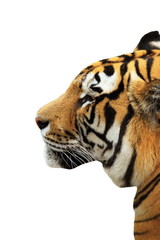 tiger head isolated over white