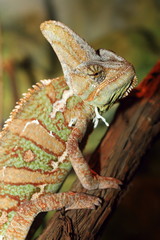 veiled chameleon