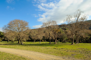 Obraz premium woods and sky