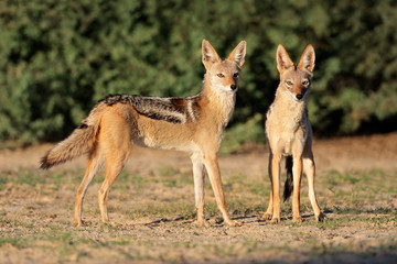 A pair of black-backed jackals, Kalahari