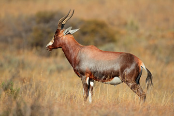 A blesbok antelope (Damaliscus pygargus)