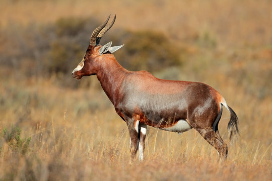 A blesbok antelope (Damaliscus pygargus)