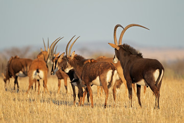 Small herd of sable antelopes