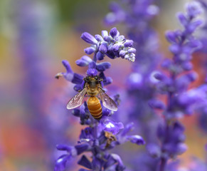 Lavender flower with bee