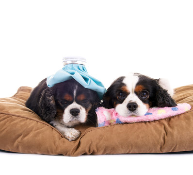 Zwei kranke Hunde