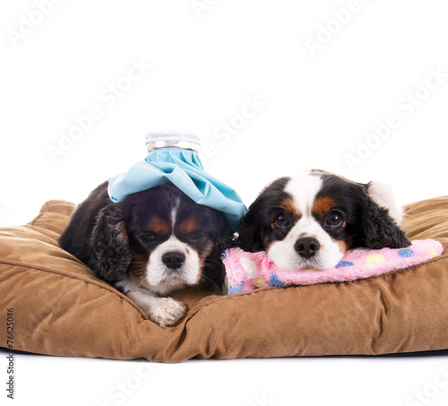 "Zwei kranke Hunde" Stockfotos und lizenzfreie Bilder auf
