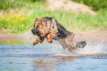 German shepherd dog running in water