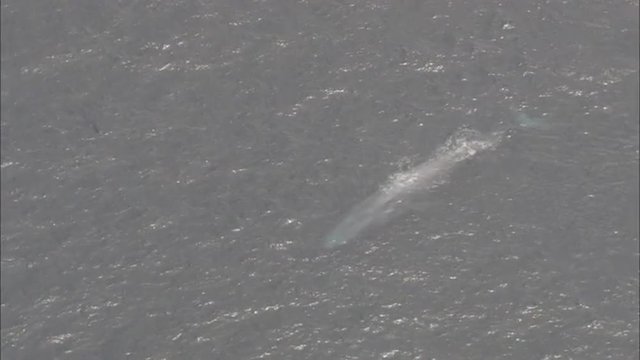 Blue Whale Ocean Mammal