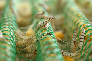 close up of silkworm