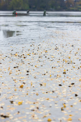 harvesting pond, Czech Republic