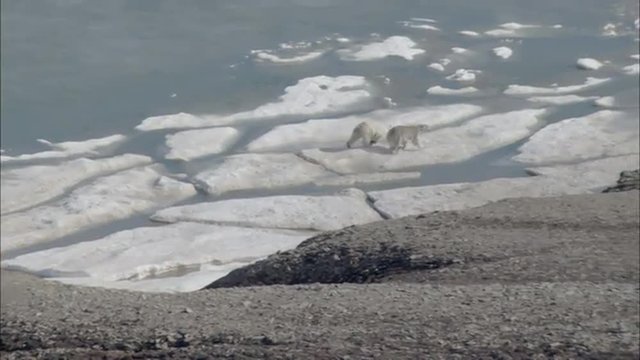 Two Polar Bears Arctic Tundra