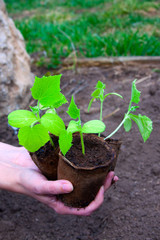 cucumber seedlings