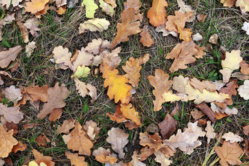 fallen leaves