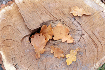 fallen leaves
