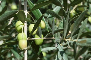 Reife grüne Oliven - Marokko