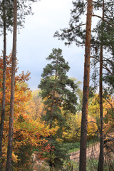 autumn in the mixed forest