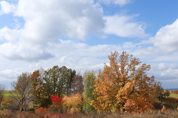 Obraz premium autumn landscape