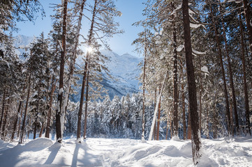 Panele Szklane Podświetlane  Zimowy las i góry w słoneczny dzień
