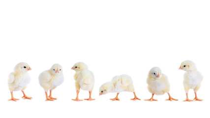 Hühnerküken in der Reihe