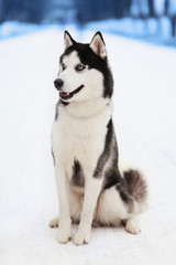 Husky dog in winter day