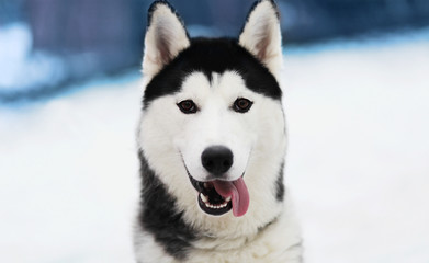 Winter husky dog closeup outdoors