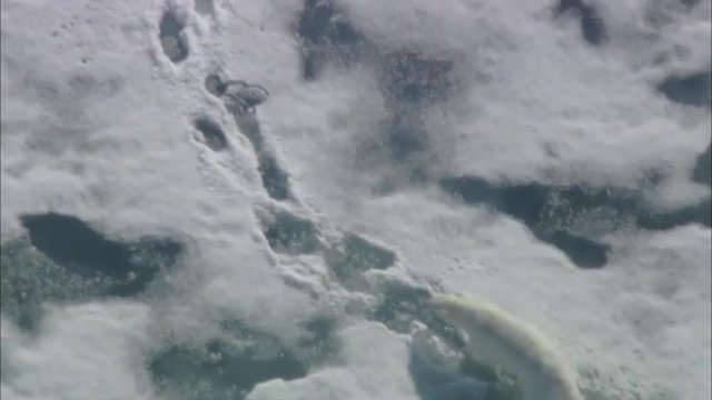 Polar Bear Arctic Tundra